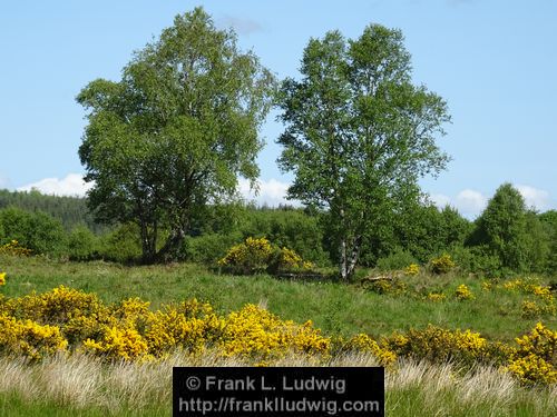 Spring in Glenfarne